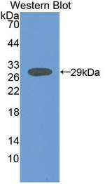 Creatine Kinase MT Antibody in Western Blot (WB)