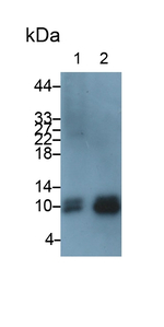 TNP1 Antibody in Western Blot (WB)