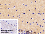 SPIN3 Antibody in Immunohistochemistry (Paraffin) (IHC (P))