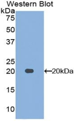 Midkine Antibody in Western Blot (WB)