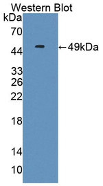 Limitin Polyclonal Antibody