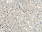 UGCG Antibody in Immunohistochemistry (Paraffin) (IHC (P))