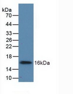 UGCG Antibody in Western Blot (WB)