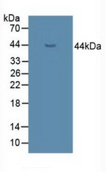 UGCG Antibody in Western Blot (WB)