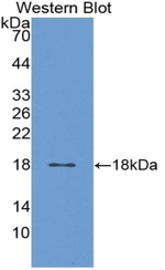 Calmodulin Antibody in Western Blot (WB)