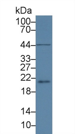Recoverin Antibody in Western Blot (WB)