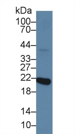 Recoverin Antibody in Western Blot (WB)