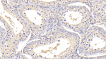 TMSB4X Antibody in Immunohistochemistry (Paraffin) (IHC (P))