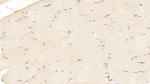 TMSB4X Antibody in Immunohistochemistry (Paraffin) (IHC (P))