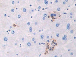 HPGDS Antibody in Immunohistochemistry (Paraffin) (IHC (P))