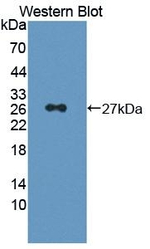 HPGDS Antibody in Western Blot (WB)