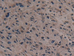 GARS Antibody in Immunohistochemistry (Paraffin) (IHC (P))