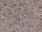 GARS Antibody in Immunohistochemistry (Paraffin) (IHC (P))