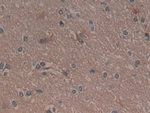 GARS Antibody in Immunohistochemistry (Paraffin) (IHC (P))