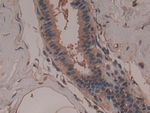 GARS Antibody in Immunohistochemistry (Paraffin) (IHC (P))