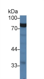GARS Antibody in Western Blot (WB)
