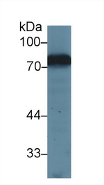 Transferrin Antibody in Western Blot (WB)