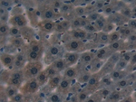 beta-2 Defensin Antibody in Immunohistochemistry (Paraffin) (IHC (P))
