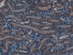 beta-2 Defensin Antibody in Immunohistochemistry (Paraffin) (IHC (P))