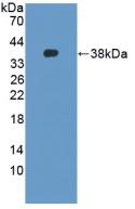 beta-2 Defensin Antibody in Western Blot (WB)