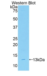RPRM Polyclonal Antibody