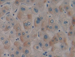SRF Antibody in Immunohistochemistry (Paraffin) (IHC (P))