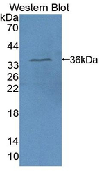 SRF Antibody in Western Blot (WB)