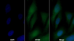 Arginase 1 Antibody in Immunocytochemistry (ICC/IF)
