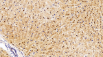 Arginase 1 Antibody in Immunohistochemistry (Paraffin) (IHC (P))