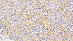 Arginase 1 Antibody in Immunohistochemistry (Paraffin) (IHC (P))