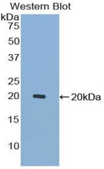GDF7 Antibody in Western Blot (WB)