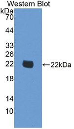 SMOX Antibody in Western Blot (WB)