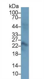 Placental lactogen Antibody in Western Blot (WB)