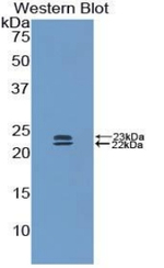BMP1 Antibody in Western Blot (WB)