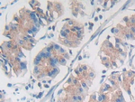 Nesprin 1 Antibody in Immunohistochemistry (Paraffin) (IHC (P))