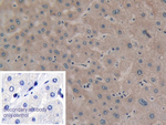 GSTT2 Polyclonal Antibody