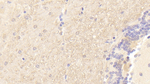 PMP22 Antibody in Immunohistochemistry (Paraffin) (IHC (P))