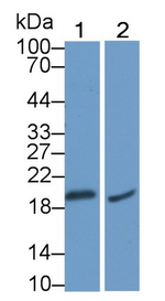 PMP22 Antibody in Western Blot (WB)