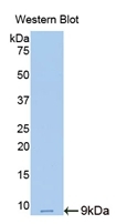 Resistin Antibody in Western Blot (WB)