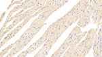 NISCH Polyclonal Antibody
