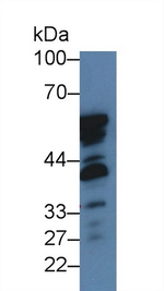 NISCH Antibody in Western Blot (WB)