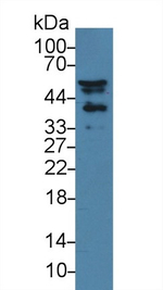 NISCH Antibody in Western Blot (WB)
