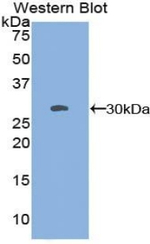 SSFA2 Antibody in Western Blot (WB)