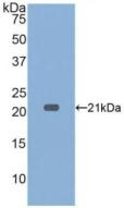 TNF alpha Antibody in Western Blot (WB)