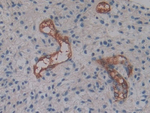 Cytohesin 2 Antibody in Immunohistochemistry (Paraffin) (IHC (P))