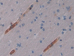 Cytohesin 2 Polyclonal Antibody