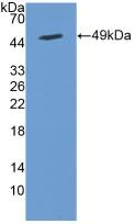 Cytohesin 2 Antibody in Western Blot (WB)