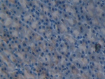 IL1F5 Antibody in Immunohistochemistry (Paraffin) (IHC (P))