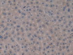 IL1F5 Antibody in Immunohistochemistry (Paraffin) (IHC (P))