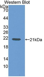 IL1F5 Antibody in Western Blot (WB)